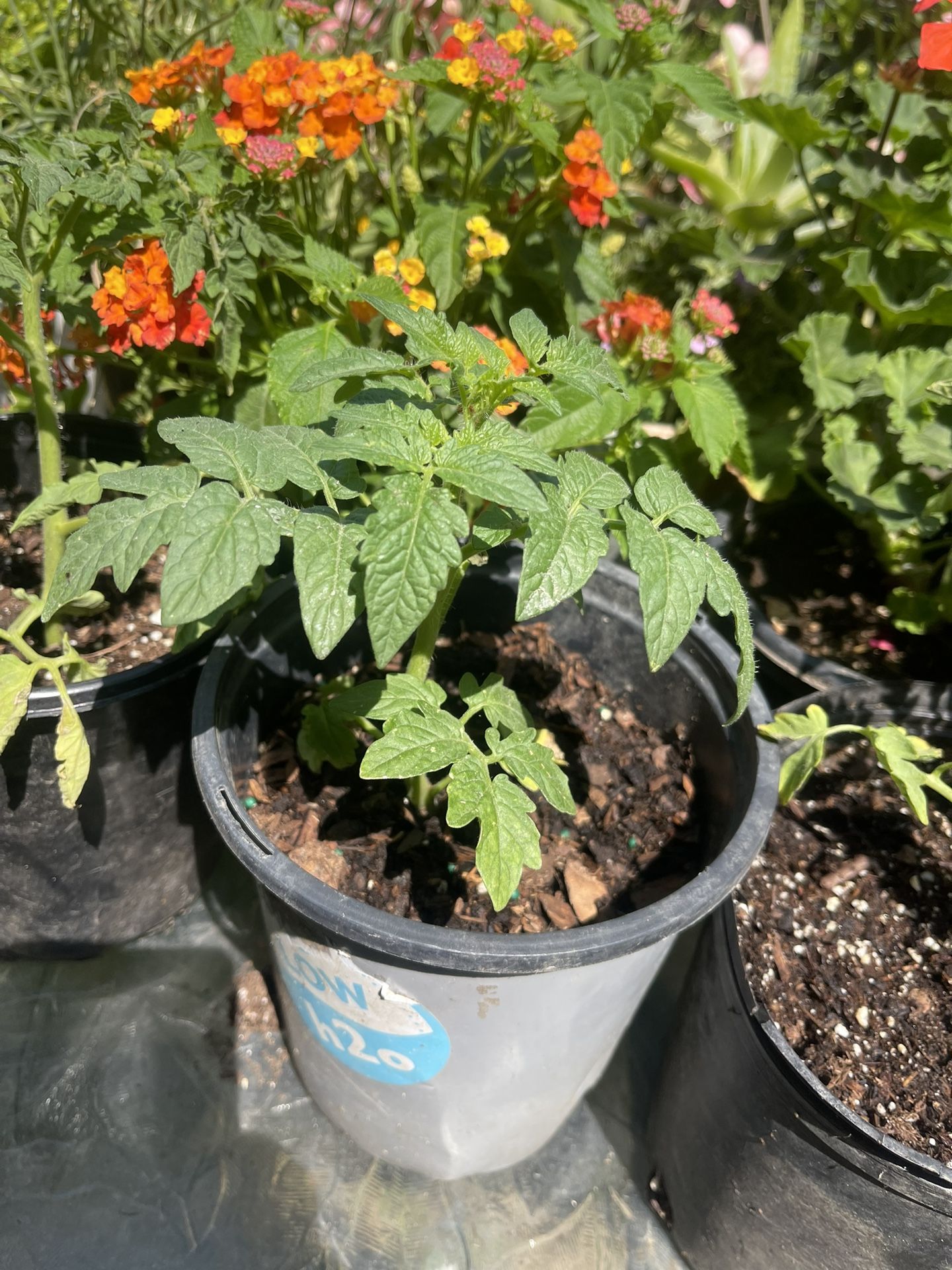 3 Plant For $10it Tomato Plants