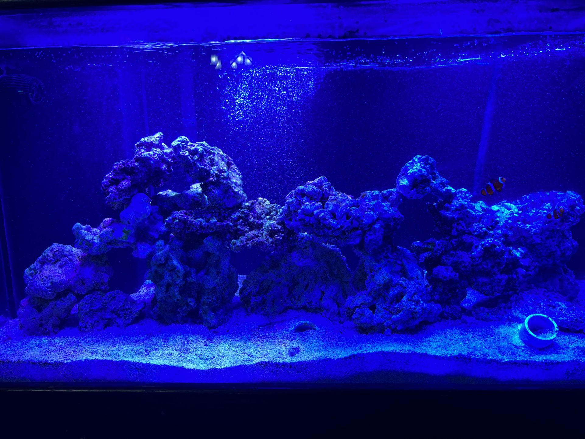 Salt Water Aquarium
