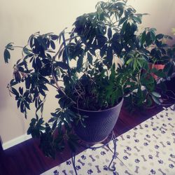 Schefflera Plant ( Umbrella. Tree)