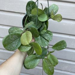 6” hoya obovata super splash $40 each 