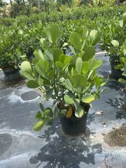 Culisa ( best value anywhere)