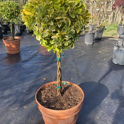 Golden Euonymus Topiary Plant 7gallons Pot