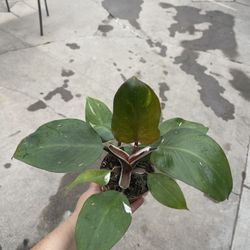 4” Philodendron White Knight 