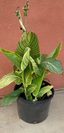 Cannaly Lilly Plant