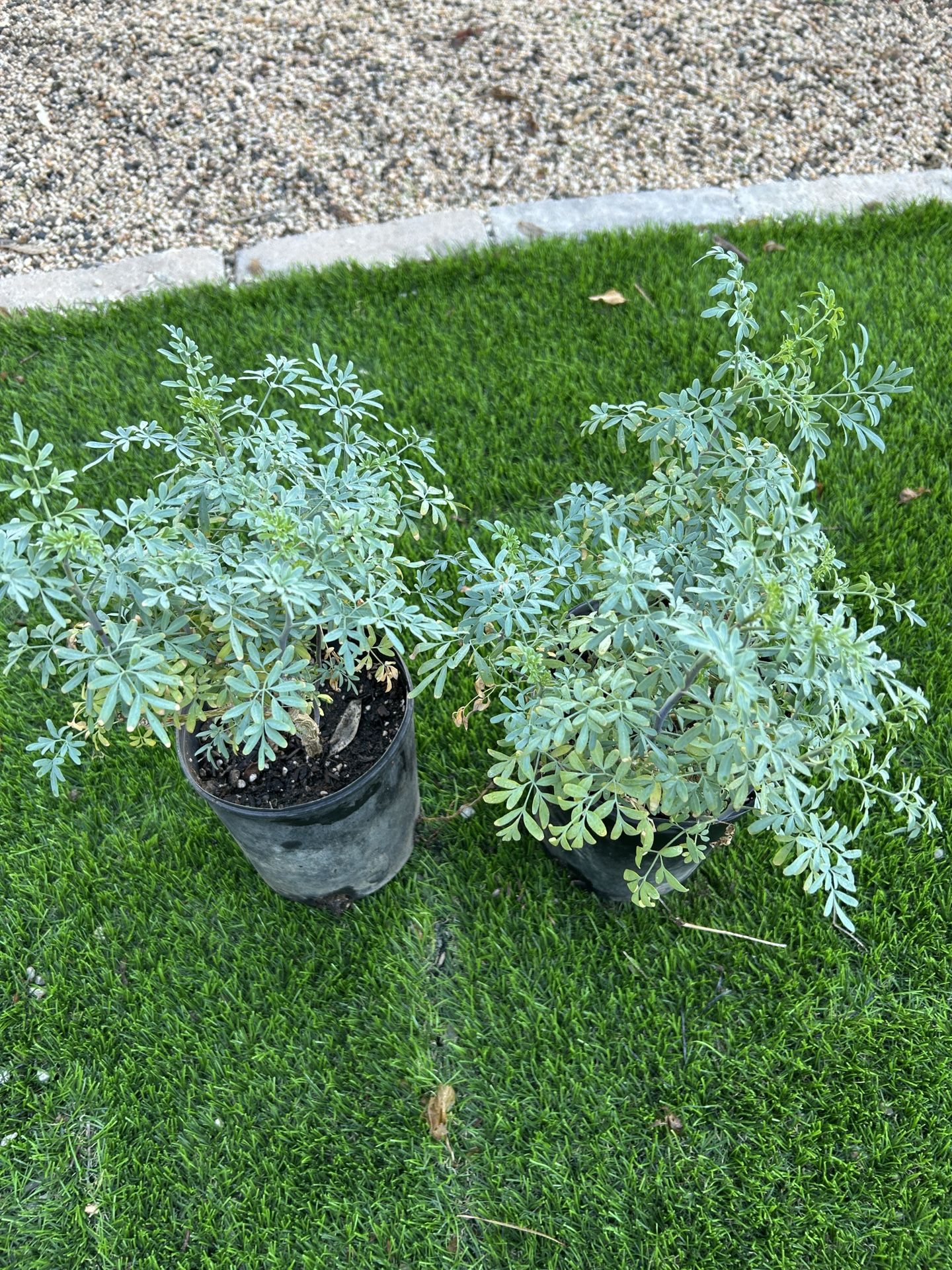 Rue RUDA Plant In 1gl