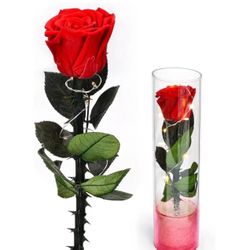 Birthday Gifts for Women, Fresh Flowers Gift for Christmas Day，Forever Preserved Real Red Rose Flower Birthday Gift for Women, Beauty and The Beast Ro