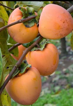 HACHIYA PERSIMMONS!