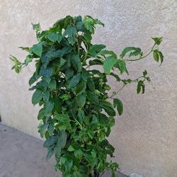 Passiflorina / Passion Flower