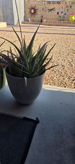 Aloe plants