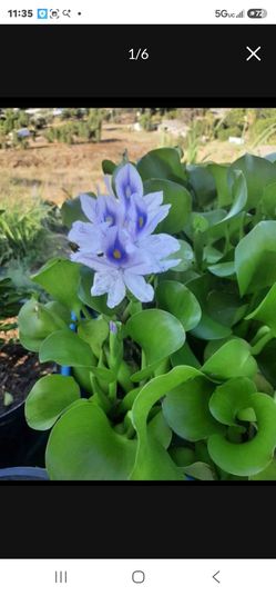 Water Plant $3 for each