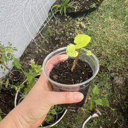 Sweet potato vine plant 