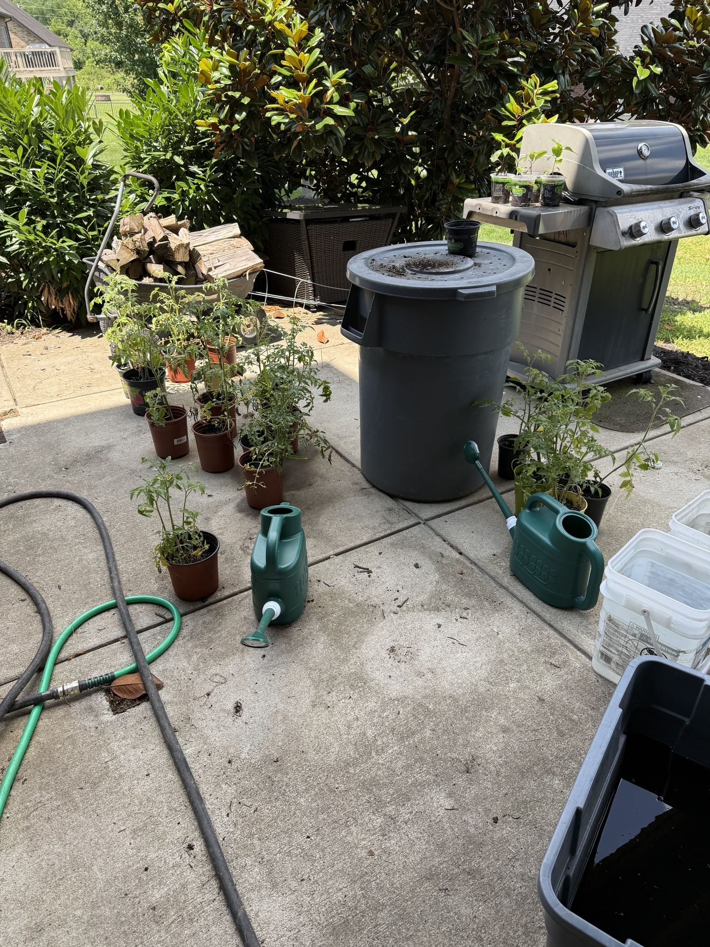 Tomato Plants For Sale