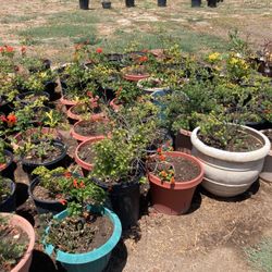 Honeysuckle plants