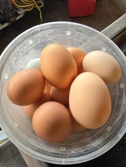 eggs free range backyard