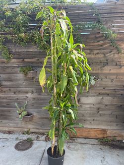Draceana multistalk House plant tall. Was $165.