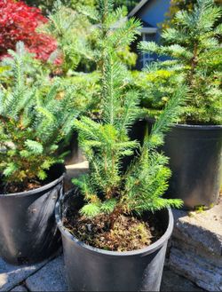 Blue Spruce