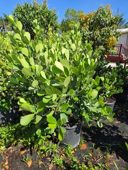 huge clusias  Instant privacy Hedge for fence full green