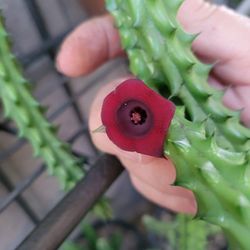 Red Dragon Stapelia