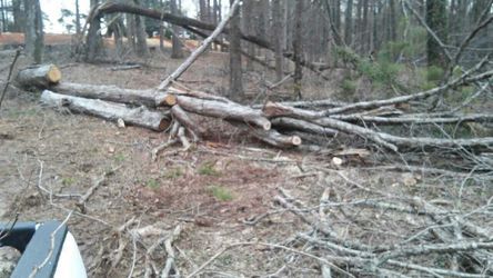 I cut trees