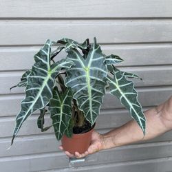 6” alocasia polly