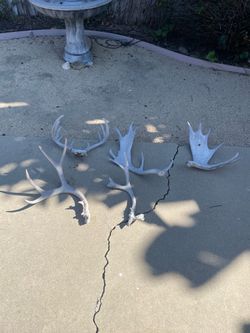 Deer Antlers