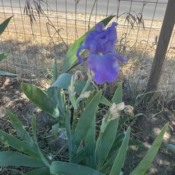 Purple flower plant