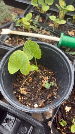Hollyhock seedlings