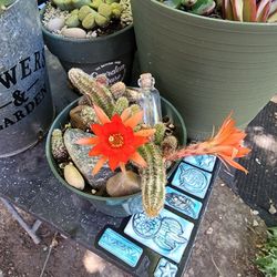 PLANT AND SUCCULENT SALE THURSDAY AND SUNDAY IN SAN LORENZO THIS WEEK !! OVER 1000 PLANTS