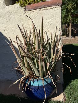 Aloe