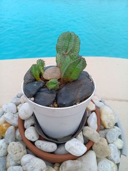 Tanzanian Zipper Plant in Pot
