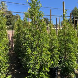 Ficus Nitida Privacy Hedge