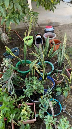 Plantas Varios Precios