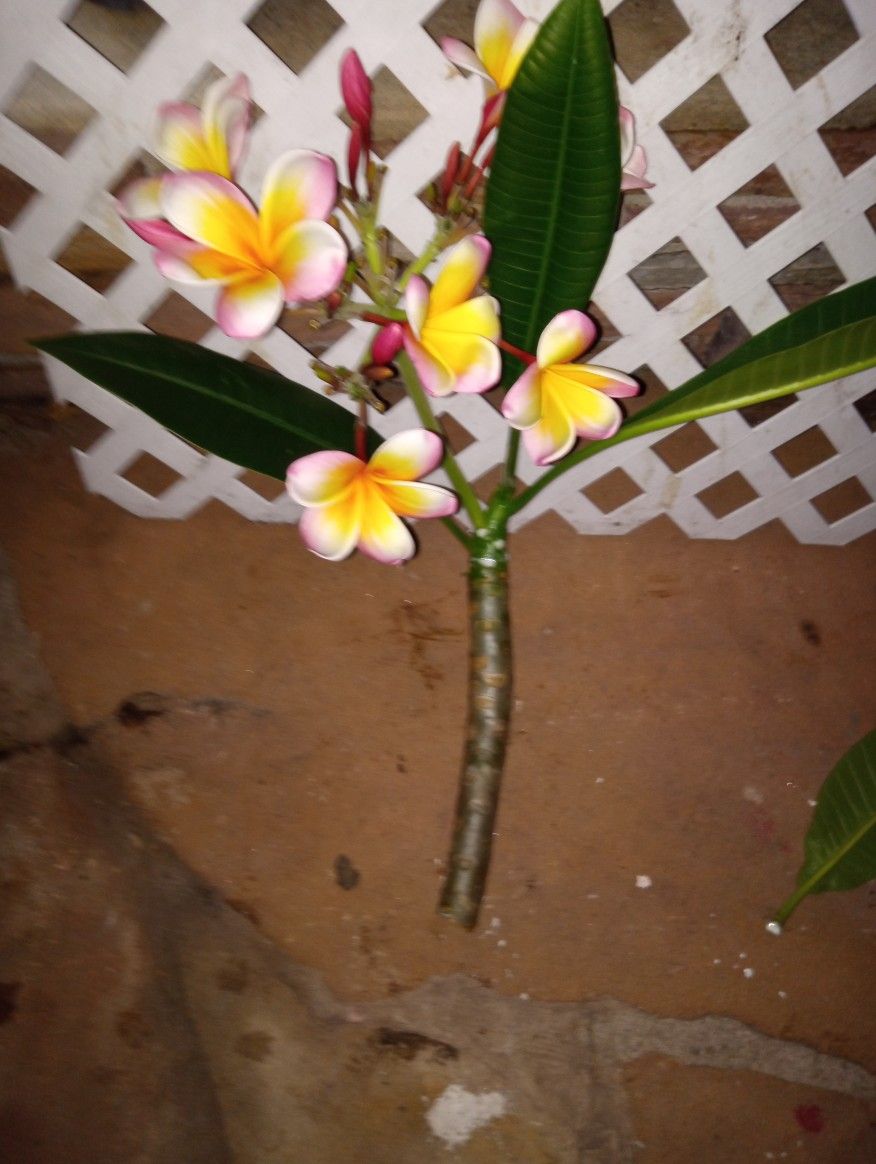 Plumeria Cuttings