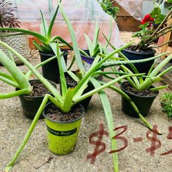 Aloe Vera Plants