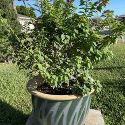  Beautiful Petite Bougainvillea Bush