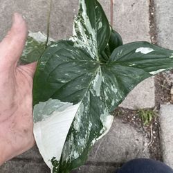 Variegated Syngonium Albo Ivy Plant, In 12 Inch Hinging Pot Pick Up Only