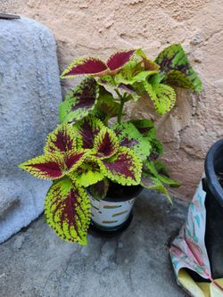 Plants