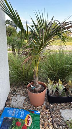 Coconut Palm Tree