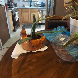 Aloe vera plant in a little chicken pot