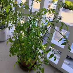 PLANTS: cherry tomatoes, Aloe, lemon grass in pots. $10-20 each.