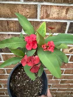 Crown of Thorns with large flowers in clusters
