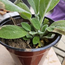 Lamb's Ear In 5 In Pot $2