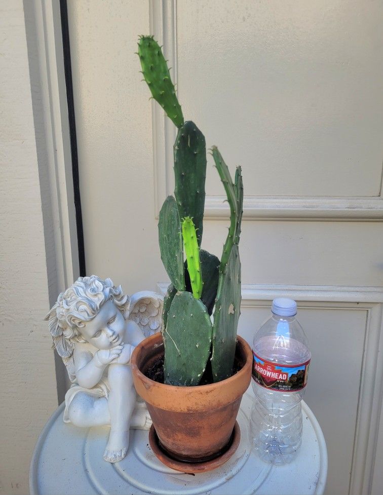 Cactus Plant In A Terra Cotta Pot