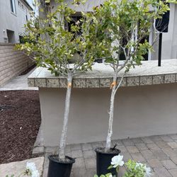 two topiary ficus treets