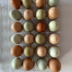Fresh farm eggs