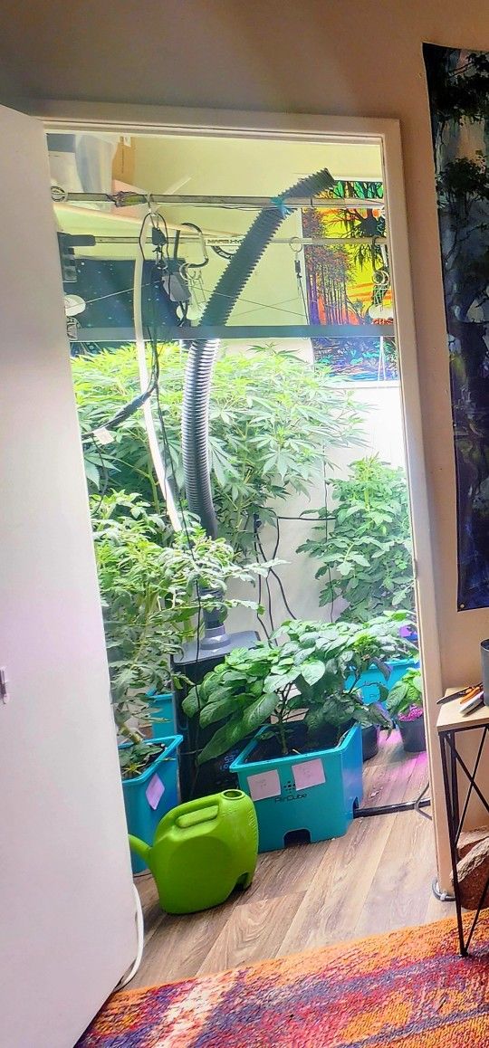 Grow ACE Air Cube Hydroponics