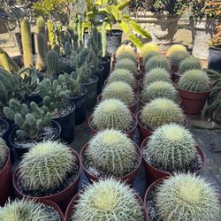 Golden Barrel Cactus 