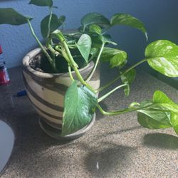 Pothos Plant 