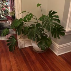 Monstera Plant 