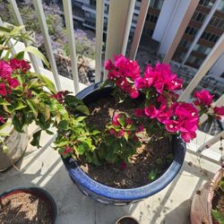 pink bougainvillea plant and blue ceramic pot 